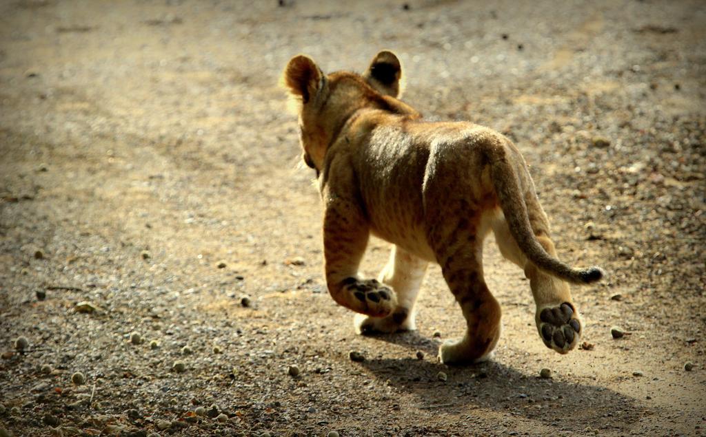 Manyoni Private Game Reserve Leopard Mountain Safari Lodge מראה חיצוני תמונה