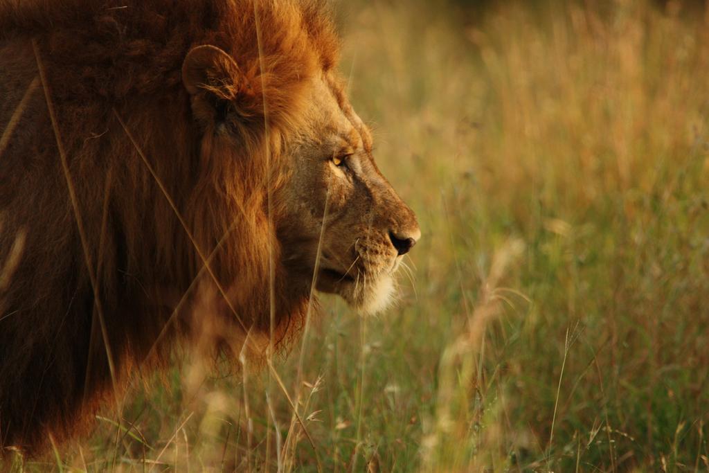 Manyoni Private Game Reserve Leopard Mountain Safari Lodge מראה חיצוני תמונה