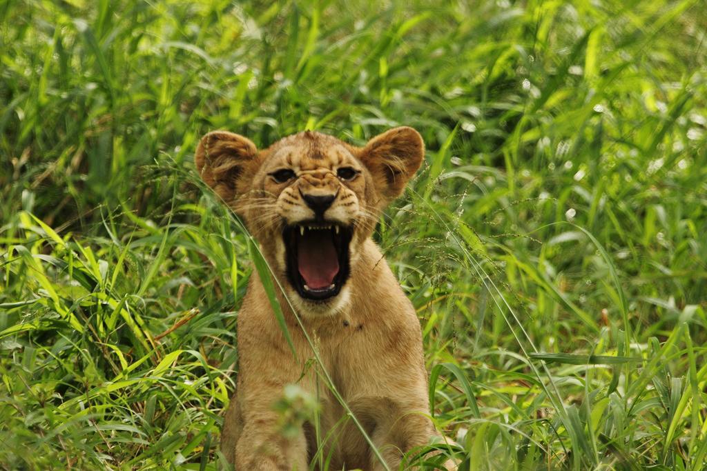 Manyoni Private Game Reserve Leopard Mountain Safari Lodge מראה חיצוני תמונה