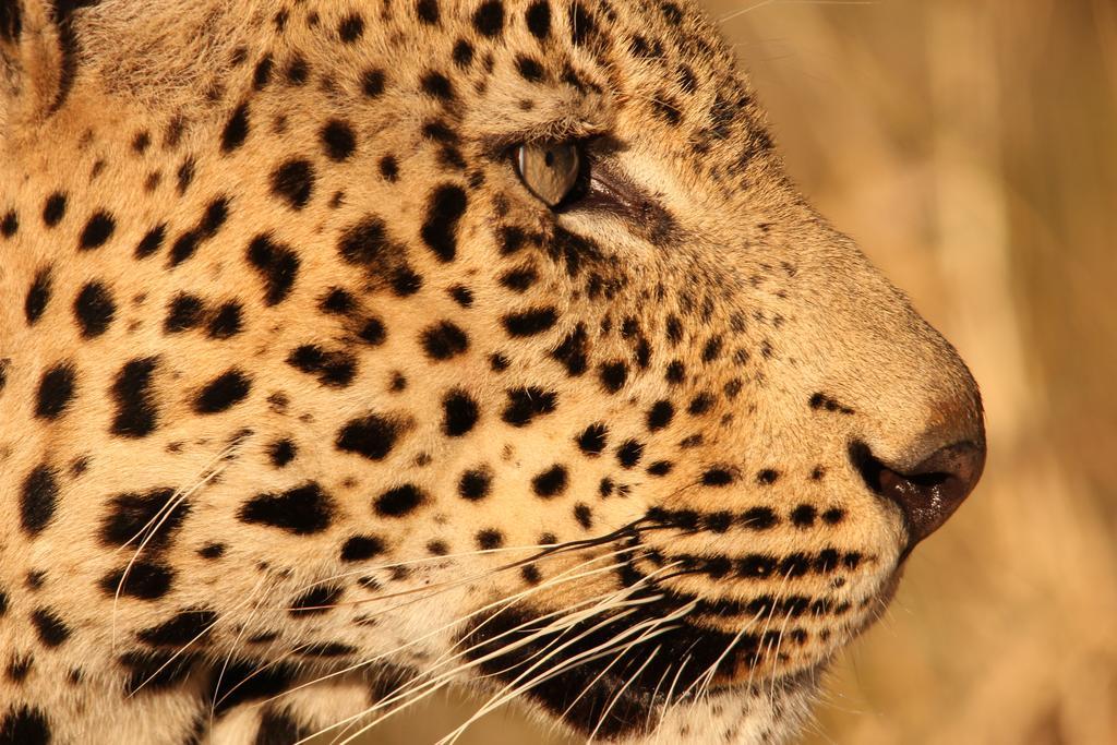 Manyoni Private Game Reserve Leopard Mountain Safari Lodge מראה חיצוני תמונה