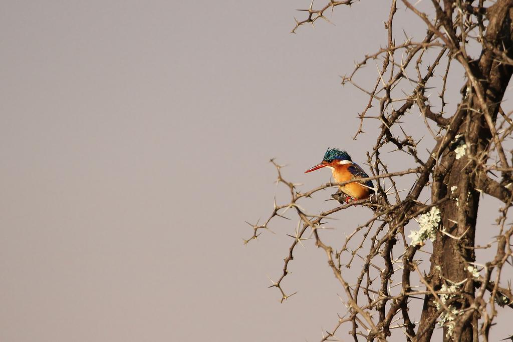 Manyoni Private Game Reserve Leopard Mountain Safari Lodge מראה חיצוני תמונה